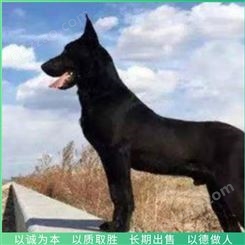 黑狼犬 青年黑狼犬 繁殖黑狼犬 长期出售