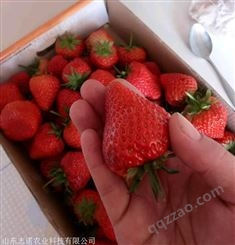 延川酒香草莓苗批发中心
