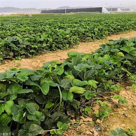 安徽宿州埇桥艳丽草莓苗出售基地