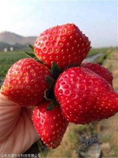辽宁鞍山咖啡草莓苗供应基地