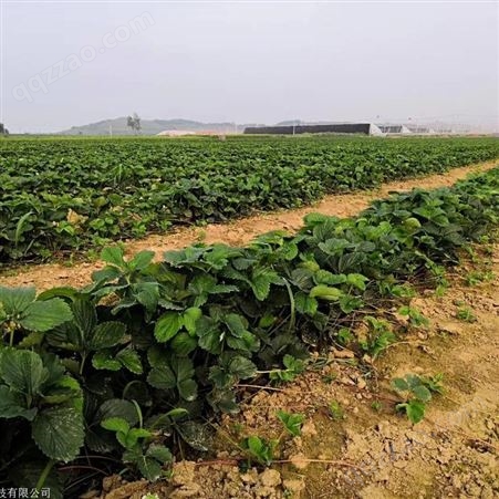安徽宿州埇桥艳丽草莓苗出售基地