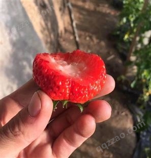 4叶1心草莓苗、4叶1心草莓苗树苗价格
