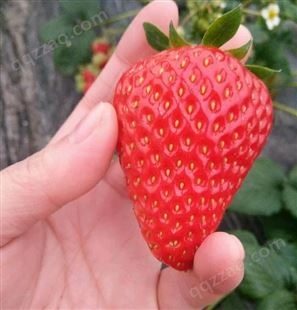 9香草莓苗、9香草莓苗简介