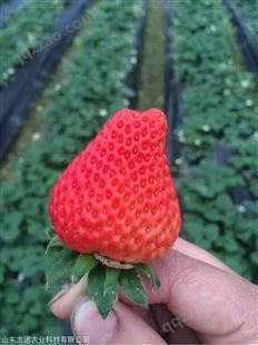 辽宁鞍山咖啡草莓苗供应基地