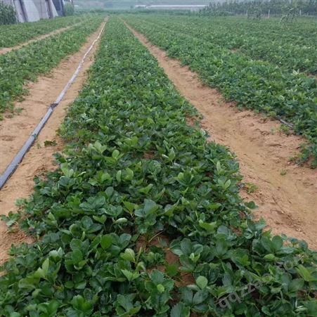 广东河源龙川美香莎草莓苗个人品种