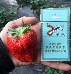 洛阳西工粉红公主草莓苗产地
