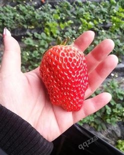 上海黄浦小白草莓苗我想买