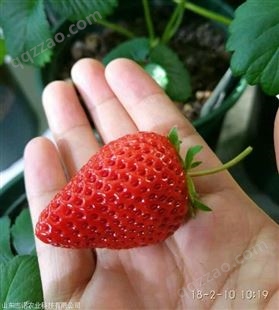 江苏无锡滨湖白雪公主草莓苗供应