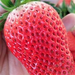 桃熏草莓苗、桃熏草莓苗多少钱