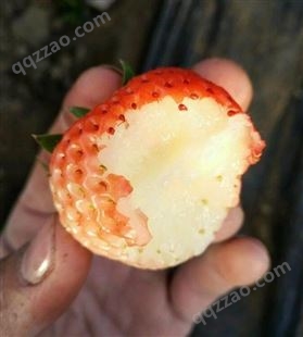 鄂州九香草莓苗我想买