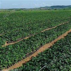 江山牛奶草莓苗种植