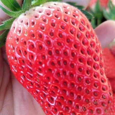 京桃香草莓苗、京桃香草莓苗产地在哪里