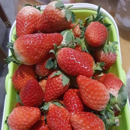 西林白牛奶草莓苗种植