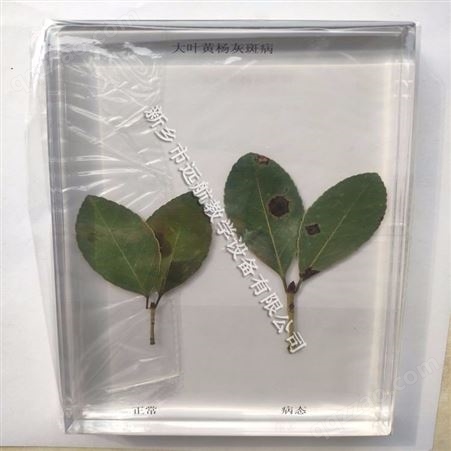 植物保色浸制标本 植物标本 天然标本