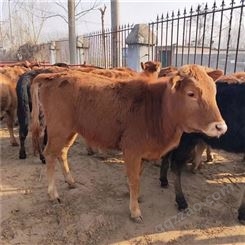 西门塔尔牛 西门塔尔牛养殖基地 纯种西门塔尔牛出售