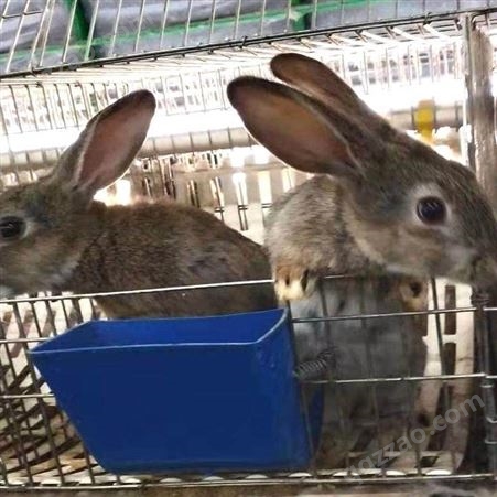 比利时兔种兔 大体比利时兔 种兔比利时兔 笼养比利时兔 销售供应 种兔养殖场