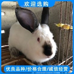高质量养殖伊拉肉兔 伊拉兔市场价格伊拉兔养殖技术