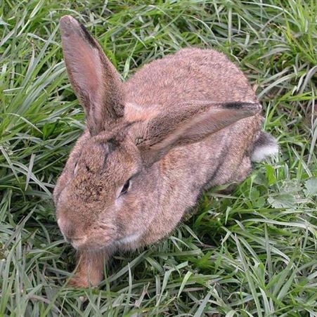 比利时兔比利时兔价格 现货出售比利时兔幼兔 比利时肉兔 纯种比利时兔 种兔