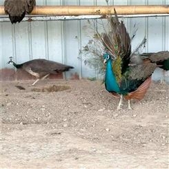 旅游景区蓝孔雀 大型孔雀养殖场 常年供应