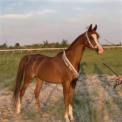 蒙古马 半血马活体供应 景区骑乘马 常年销售