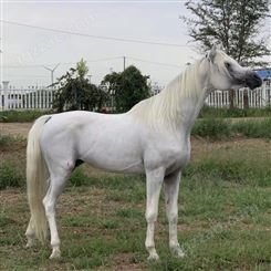 厂家出售各种马匹 儿童骑乘马 伊犁马厂家
