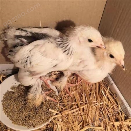 孵化脱温鸡苗价格 出壳鸡苗疫苗齐全 观赏珍禽养殖销售