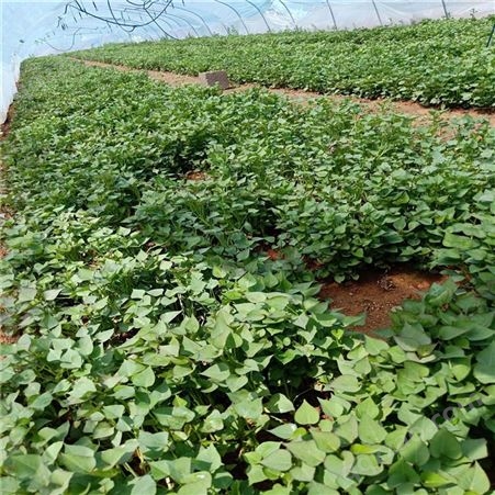 种植基地技术培训指导紫薯苗 紫薯种苗种植技术 厂家销售乐农紫薯王