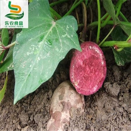 攀枝花红薯苗质优价廉适合种植的地方
