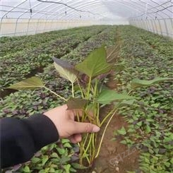 锡林郭勒鲜食型紫薯苗供应