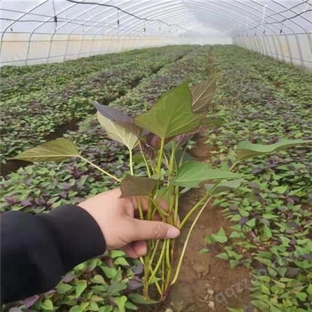 锡林郭勒鲜食型紫薯苗供应