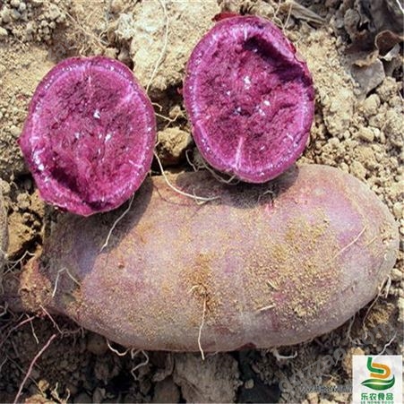 攀枝花红薯苗质优价廉适合种植的地方