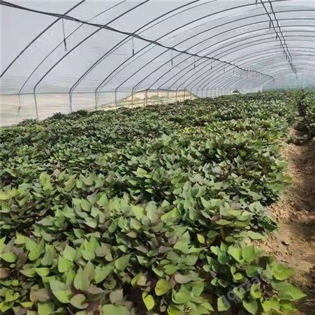 郴州紫红薯苗供应