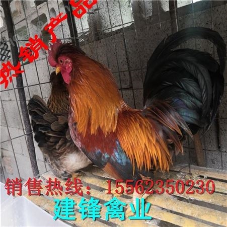 白长尾鸡养殖 下蛋长尾鸡市场价格 观赏元宝鸡苗品种图片