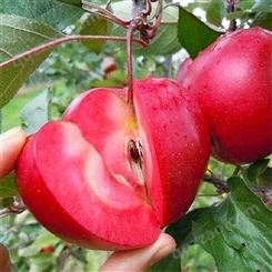 美味苹果苗 瑞硕农业 厂家批发 苹果树苗 批发零售