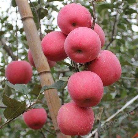 美味苹果苗 瑞硕农业 厂家批发 苹果树苗 批发零售