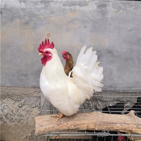 红色元宝鸡价格 肉蛋兼用型观赏鸡 特种珍禽养殖厂家供应商建锋养殖