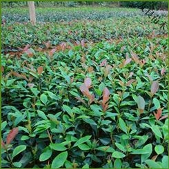 红叶石楠基地种植基地 50厘米红叶石楠-- 公鼎苗木