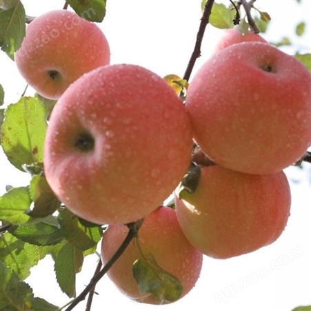 神富六号苹果苗 瑞硕农业 现货充足基地 苹果树苗 自产自销