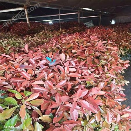 公鼎苗木--2公分红叶石楠销售80厘米红叶石楠