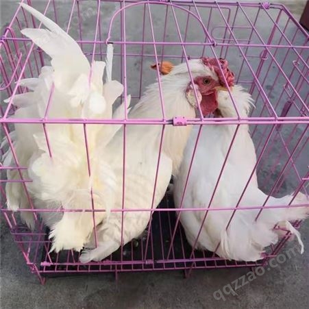 销售观赏小体型元宝鸡价格养殖场 供应白桂元宝鸡出售