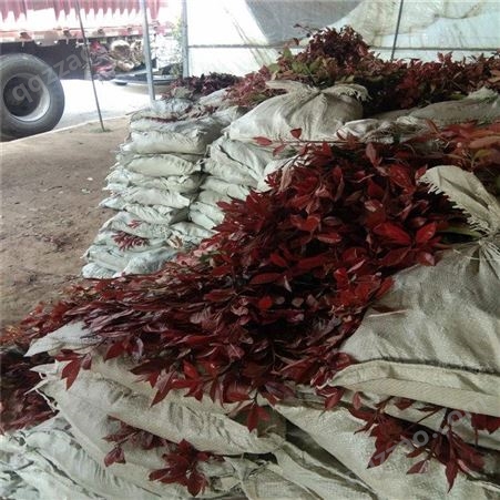 公鼎苗木--红叶石楠基地销售70厘米红叶石楠