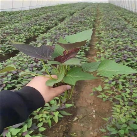 舟山紫红薯苗栽培技术