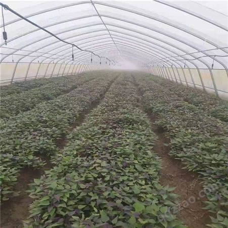 铁岭脱毒紫薯苗栽培技术
