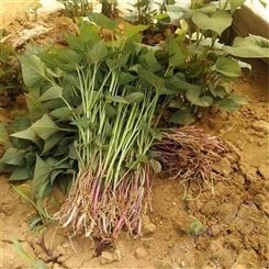 产地销售低价 优质紫薯苗 欢迎选购乐农紫薯苗