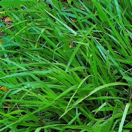 批发耐寒践踏牧草坪绿化园林景观护坡工程道路植被恢复百喜草籽子