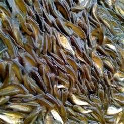 现货供应 鳙鱼 富含胶原蛋白 低投入 中产出  益