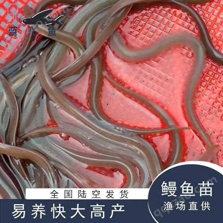 大量供应  鳗鱼苗  全国陆空发货 活体鳗鱼苗 易养快大高产