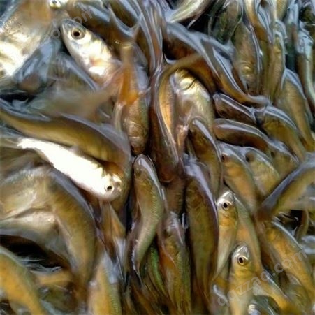 深圳出售 包头鱼 可以补充营养 延缓衰老 品质好 抗病毒