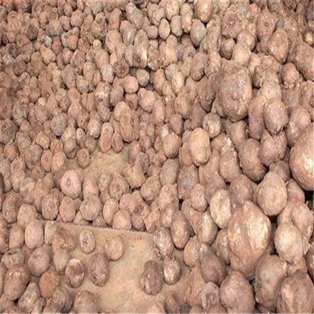 一代魔芋种子 魔芋种植基地 提供技术 精选好种 提前设置阻断沟