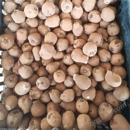 一代魔芋种子 魔芋种植基地 提供技术 精选好种 提前设置阻断沟